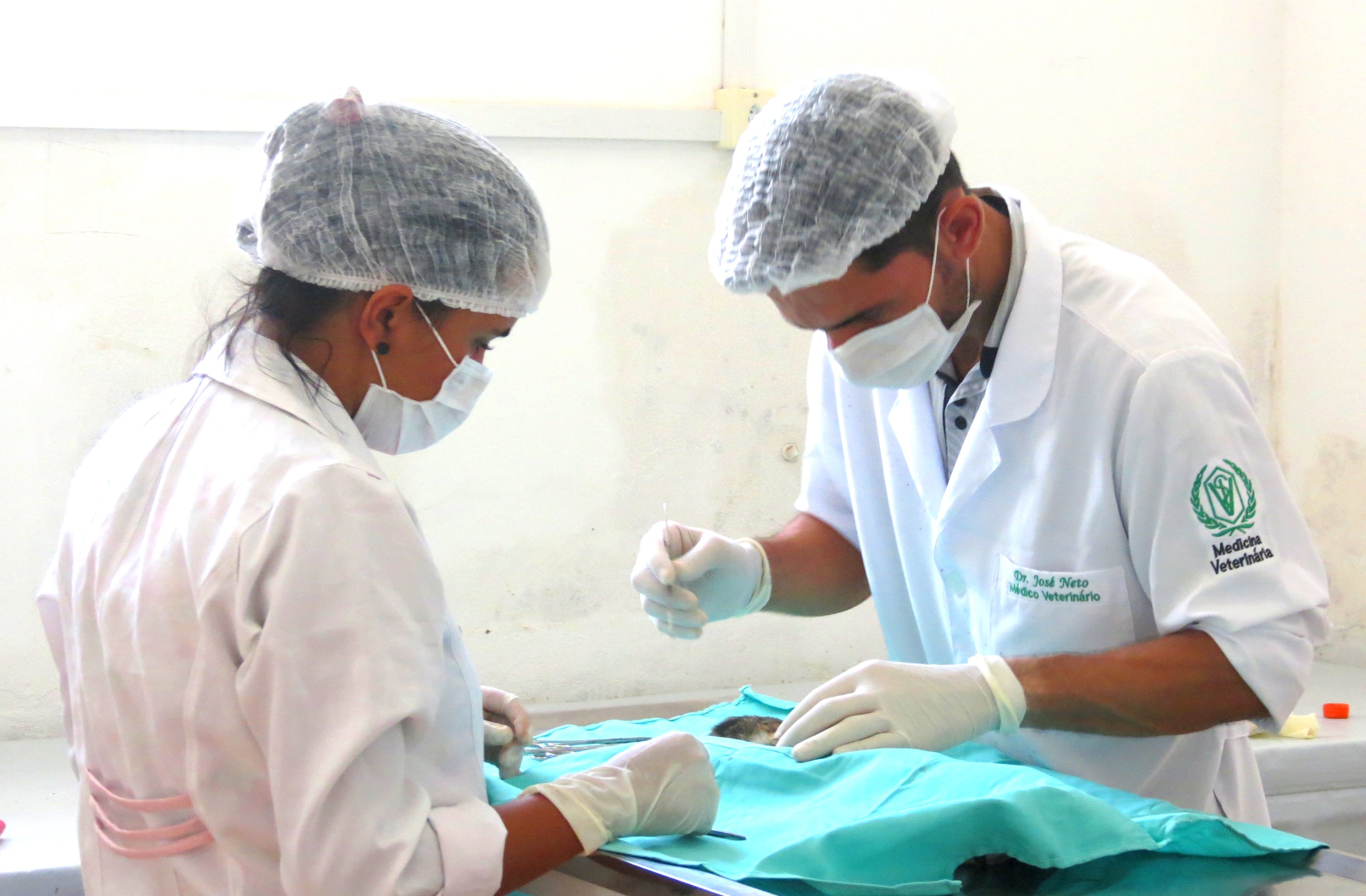 Dois cirurgiões veterinários durante o processo de castração de uma gatinha em um dos mutirões.